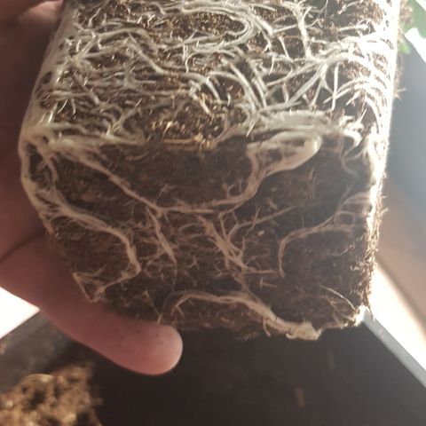 Tonton Gis Grapefruit 3 growlog timeline photo
