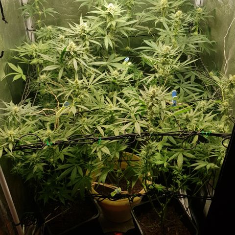 Tonton Gis Grapefruit 3 growlog timeline photo