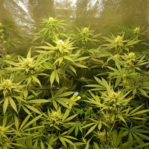 Tonton Gis Grapefruit 3 growlog timeline photo