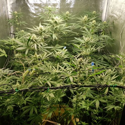 Tonton Gis Grapefruit 3 growlog timeline photo