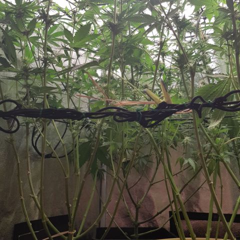 Tonton Gis Grapefruit 3 growlog timeline photo