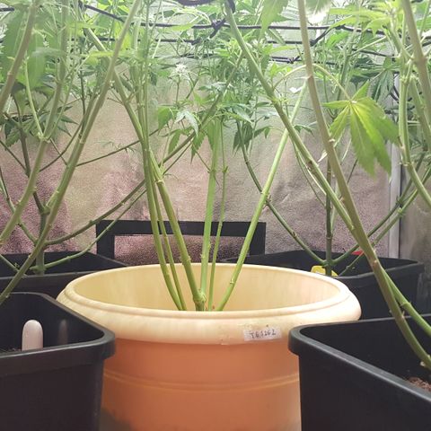 Tonton Gis Grapefruit 3 growlog timeline photo