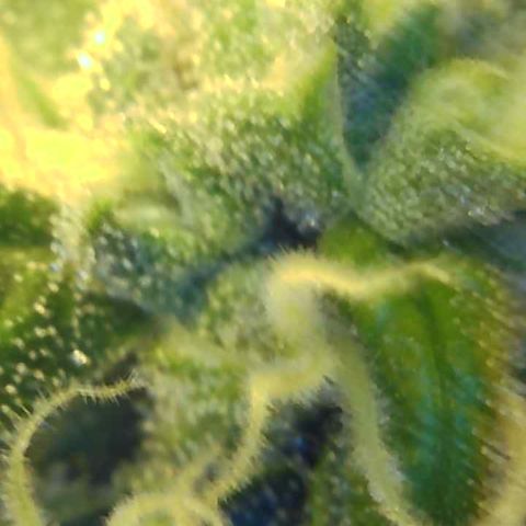 Tonton Gis Grapefruit 3 growlog timeline photo