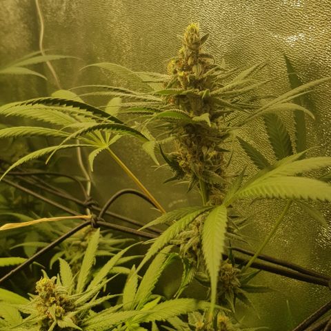 Tonton Gis Grapefruit 3 growlog timeline photo