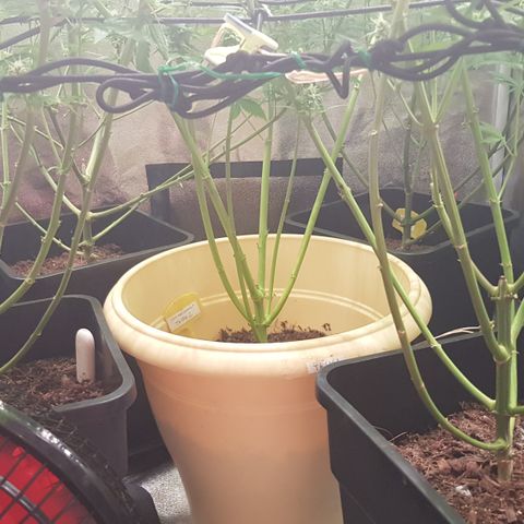 Tonton Gis Grapefruit 3 growlog timeline photo