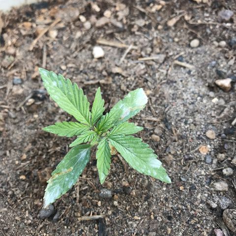 Wedding Cake Feb growlog timeline photo