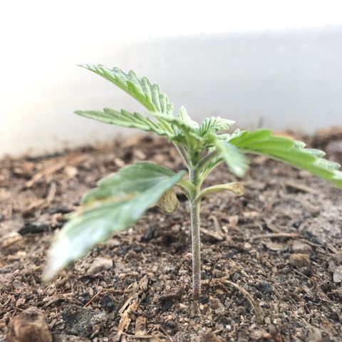 Wedding Cake Feb growlog timeline photo