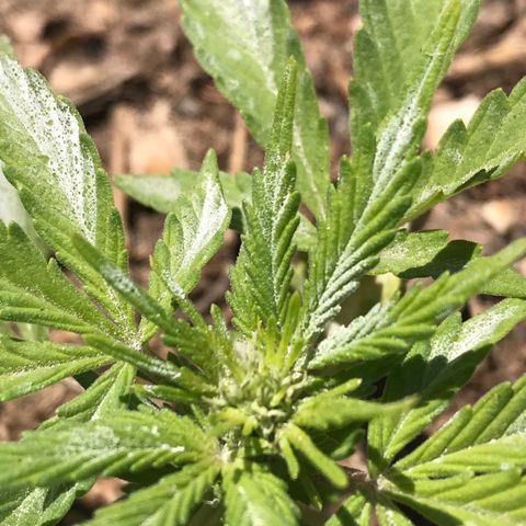 Wedding Cake Feb growlog timeline photo