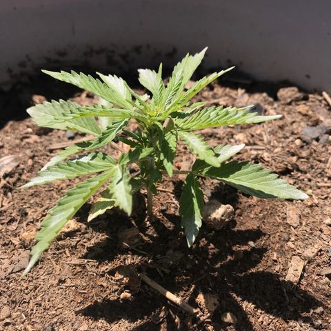Wedding Cake Feb growlog timeline photo