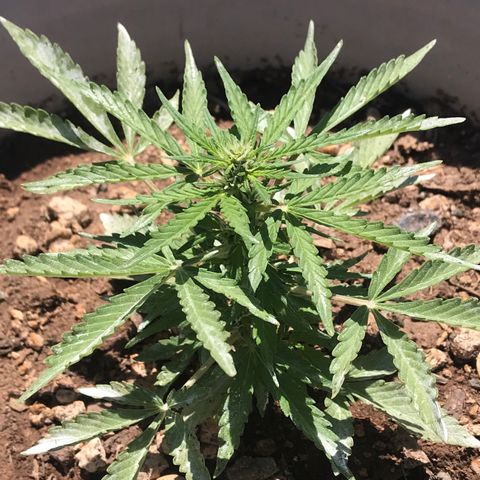 Wedding Cake Feb growlog timeline photo