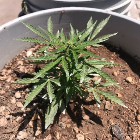 Wedding Cake Feb growlog timeline photo