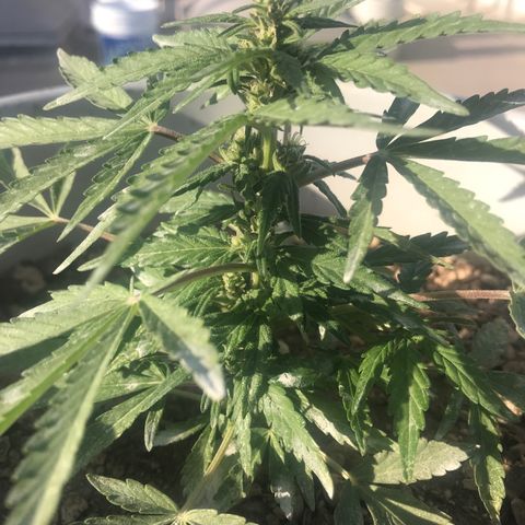 Wedding Cake Feb growlog timeline photo