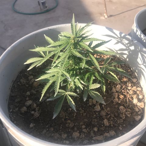 Wedding Cake Feb growlog timeline photo