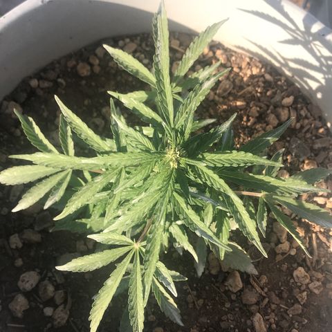 Wedding Cake Feb growlog timeline photo