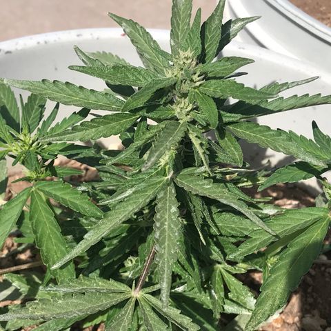 Wedding Cake Feb growlog timeline photo