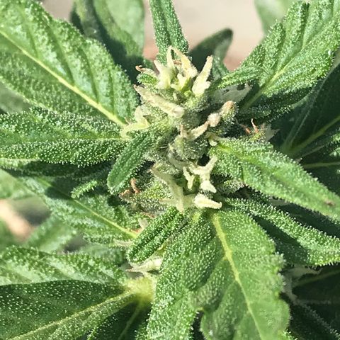 Wedding Cake Feb growlog timeline photo