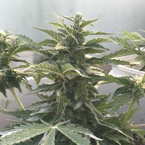 Wedding Cake Feb growlog timeline photo