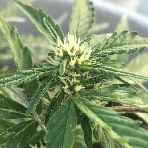 Wedding Cake Feb growlog timeline photo