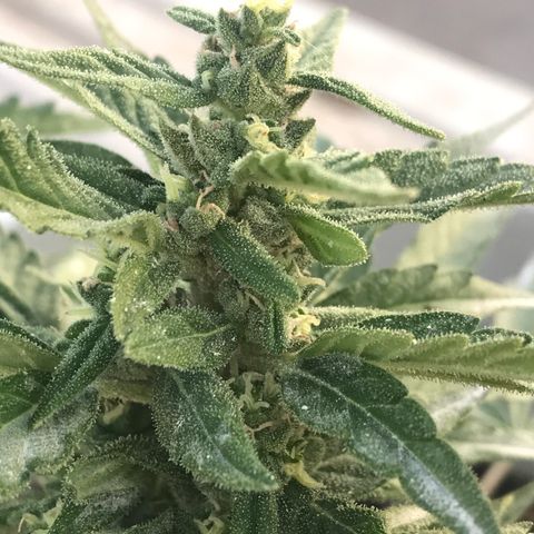 Wedding Cake Feb growlog timeline photo