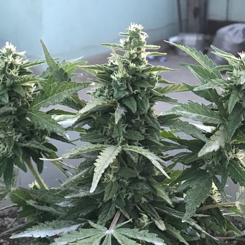 Wedding Cake Feb growlog timeline photo