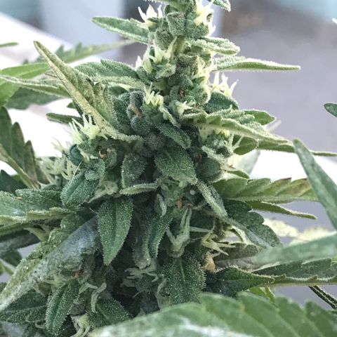 Wedding Cake Feb growlog timeline photo