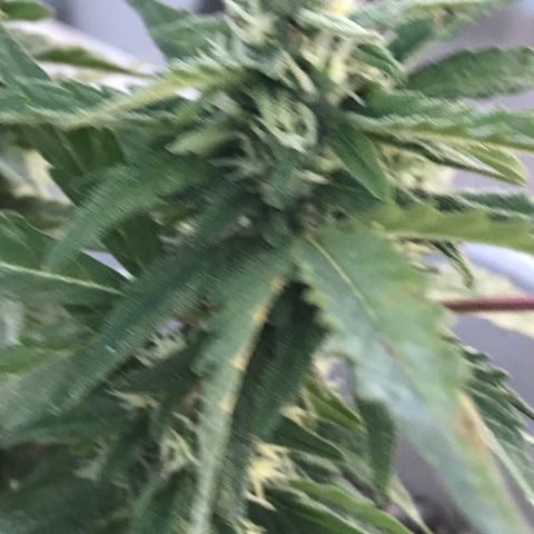 Wedding Cake Feb growlog timeline photo