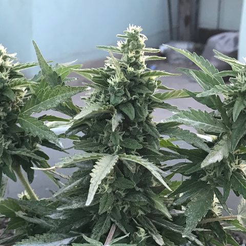 Wedding Cake Feb growlog timeline photo