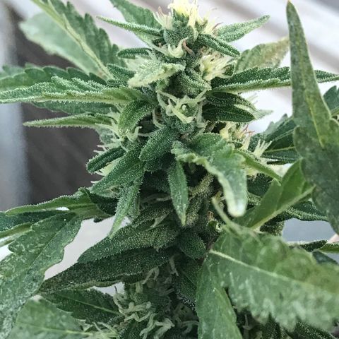Wedding Cake Feb growlog timeline photo