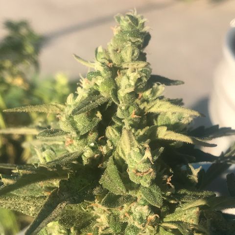 Wedding Cake Feb growlog timeline photo