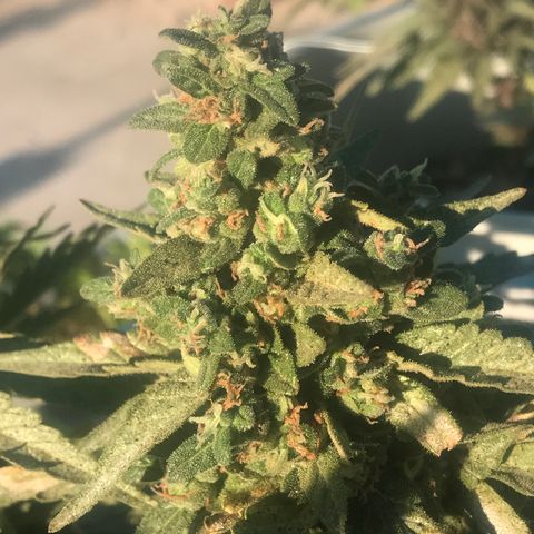 Wedding Cake Feb growlog timeline photo