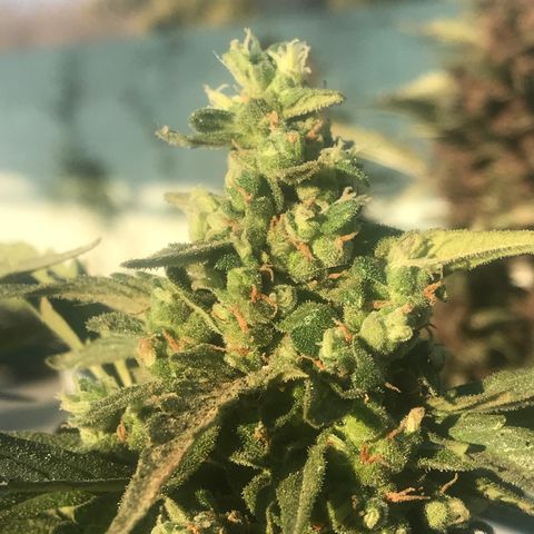 Wedding Cake Feb growlog timeline photo