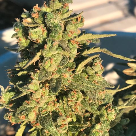 Wedding Cake Feb growlog timeline photo