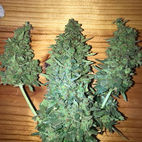 Wedding Cake Feb growlog timeline photo