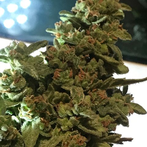 Wedding Cake Feb growlog timeline photo