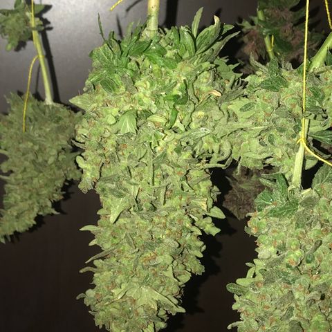 Wedding Cake Feb growlog timeline photo
