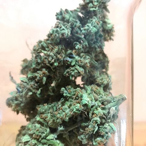 Wedding Cake Feb growlog timeline photo