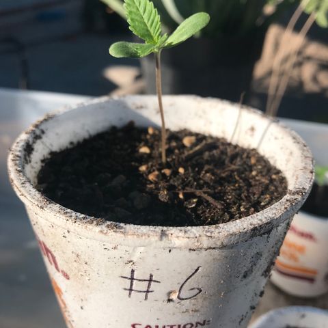 MM x mm - Mm #6 growlog timeline photo