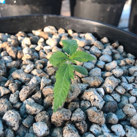 MM x mm - Mm #6 growlog timeline photo