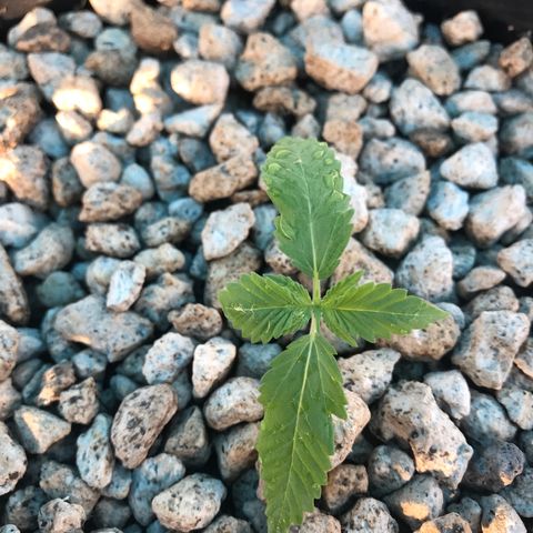 MM x mm - Mm #6 growlog timeline photo