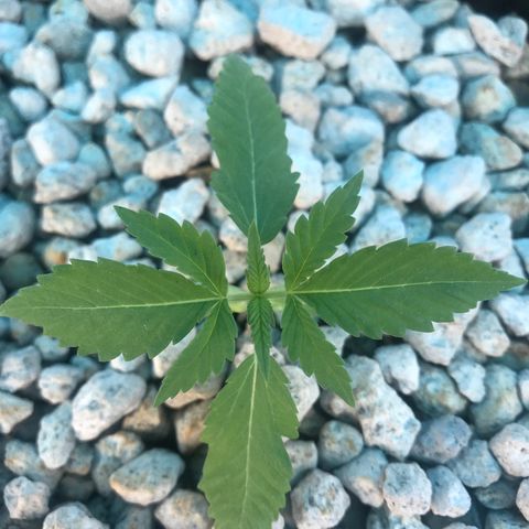 MM x mm - Mm #6 growlog timeline photo