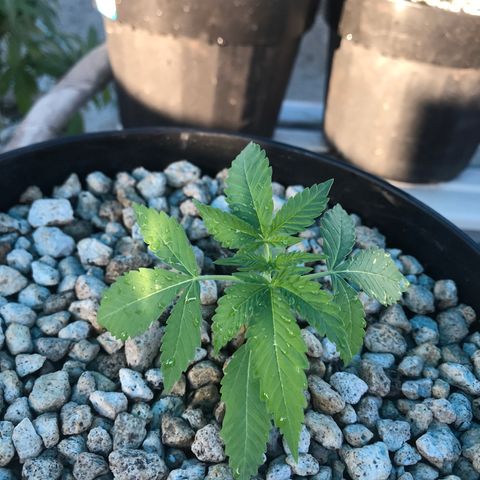 MM x mm - Mm #6 growlog timeline photo