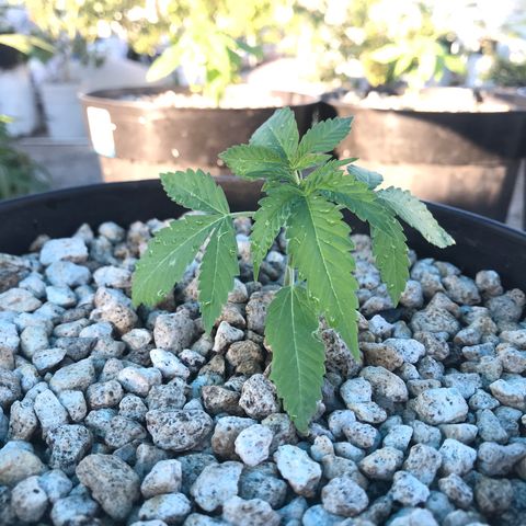 MM x mm - Mm #6 growlog timeline photo