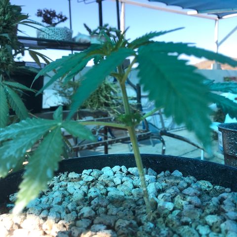 MM x mm - Mm #6 growlog timeline photo