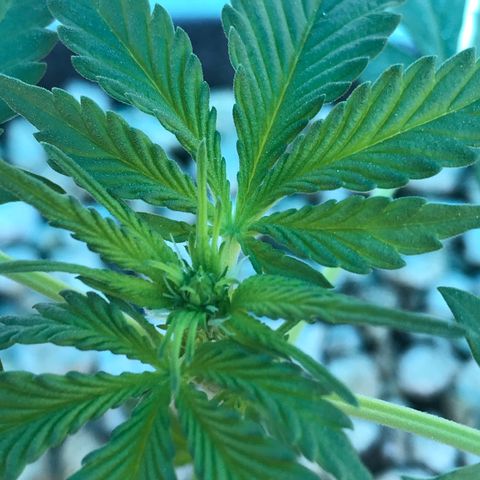 MM x mm - Mm #6 growlog timeline photo