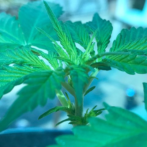MM x mm - Mm #6 growlog timeline photo
