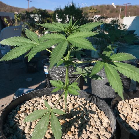 MM x mm - Mm #6 growlog timeline photo