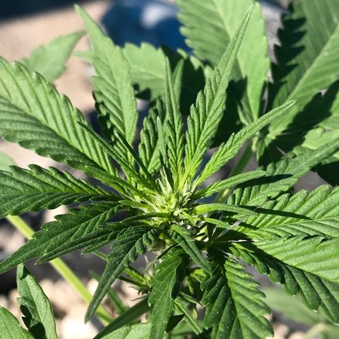 MM x mm - Mm #6 growlog timeline photo