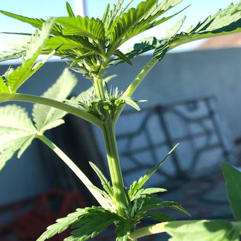 MM x mm - Mm #6 growlog timeline photo