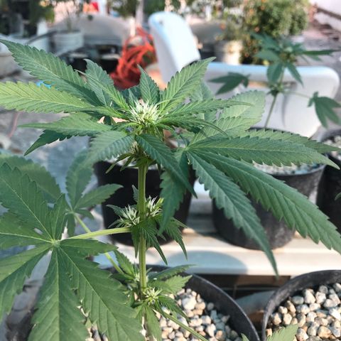 MM x mm - Mm #6 growlog timeline photo