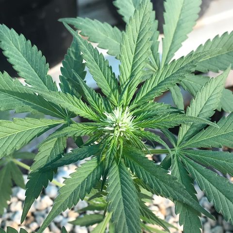 MM x mm - Mm #6 growlog timeline photo